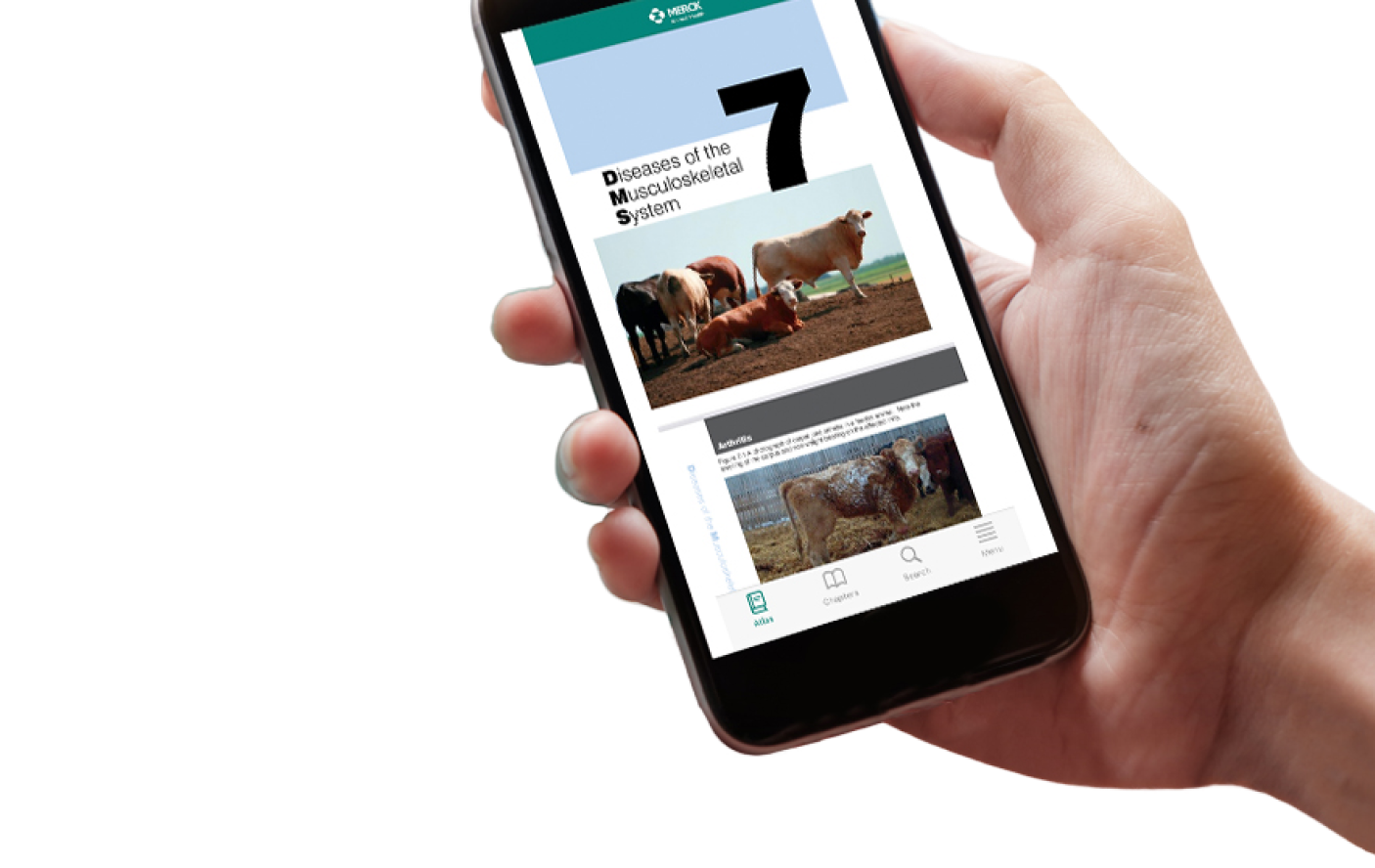 Main tenant un smartphone affichant une application vétérinaire Merck Animal Health avec des informations sur la santé des bovins