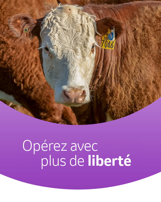 Vache brune à tête blanche avec boucle jaune