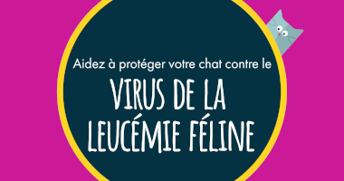 Aidez à protéger votre chat contre le virus de la leucémie féline