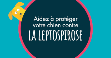 Aidez à protéger votre chien contre la leptospirose