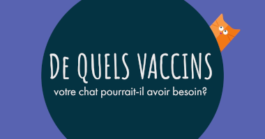 De quels vaccins votre chat pourrait-il avoir besoin?