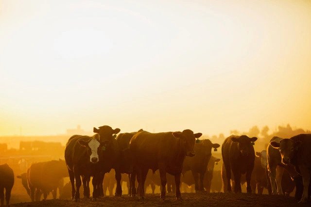 Une scène pittoresque d'un troupeau de bovins prospères dans le champ, sous l'étreinte chaleureuse du coucher de soleil, offerte par nos producteurs dévoués.