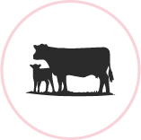 Icône d'une vache et de son veau, entourée d'un contour rose en cercle.