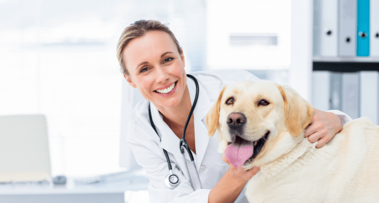 Femme vétérinaire et chien heureux 