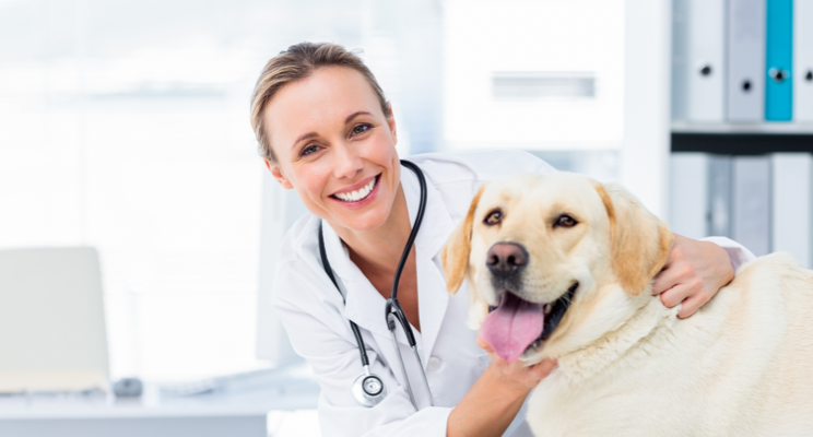 Femme vétérinaire et chien heureux