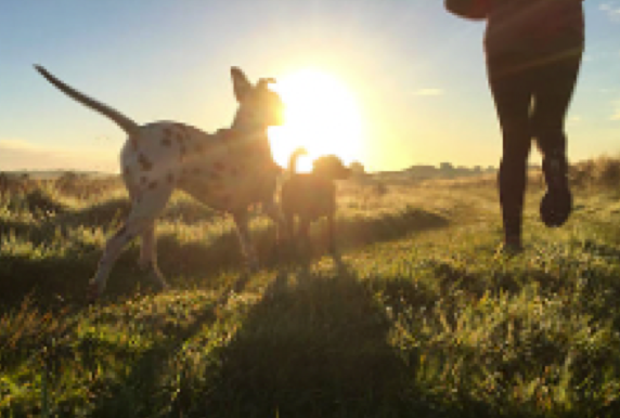 Personne qui coure avec deux chiens au soleil