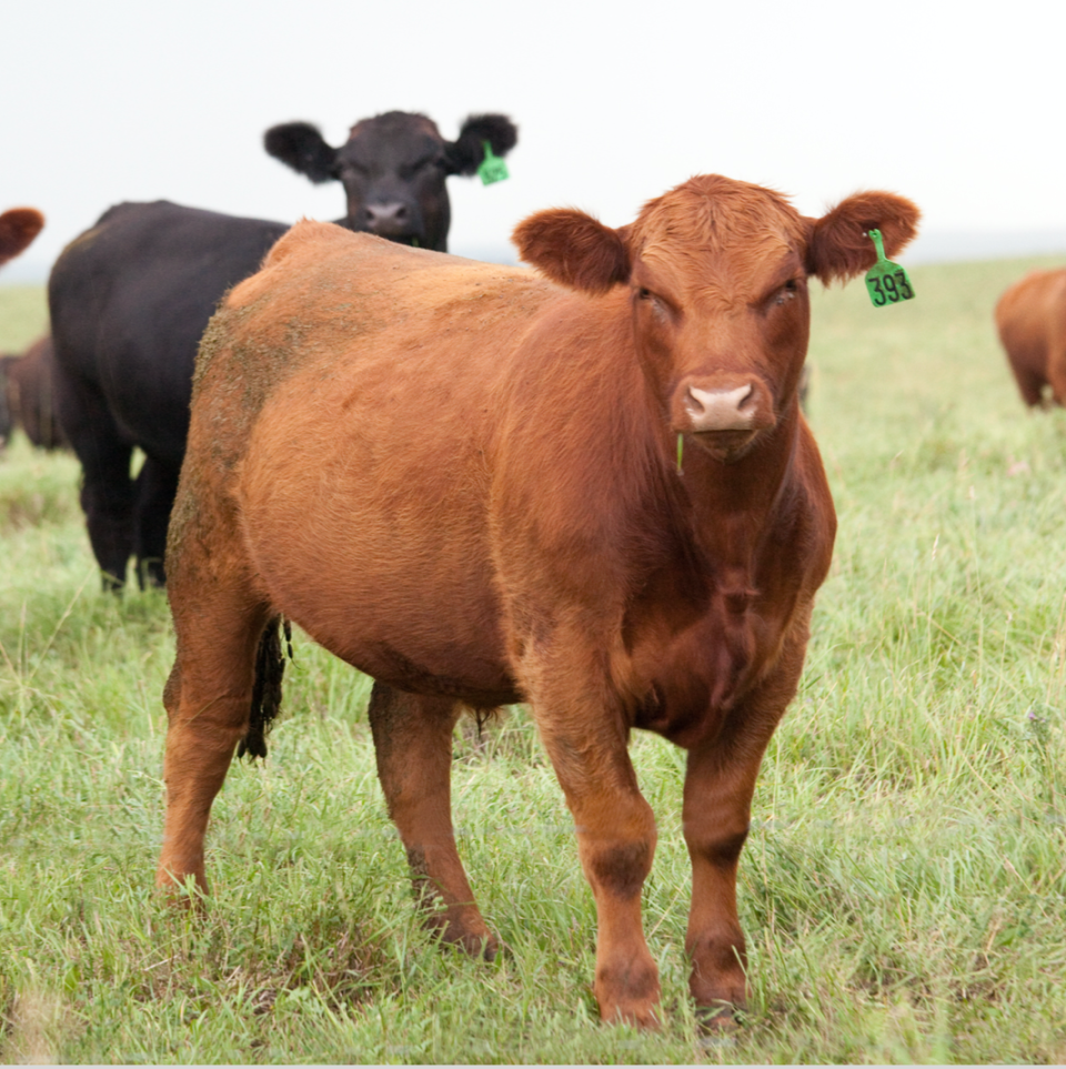 Deux vaches au pâturage