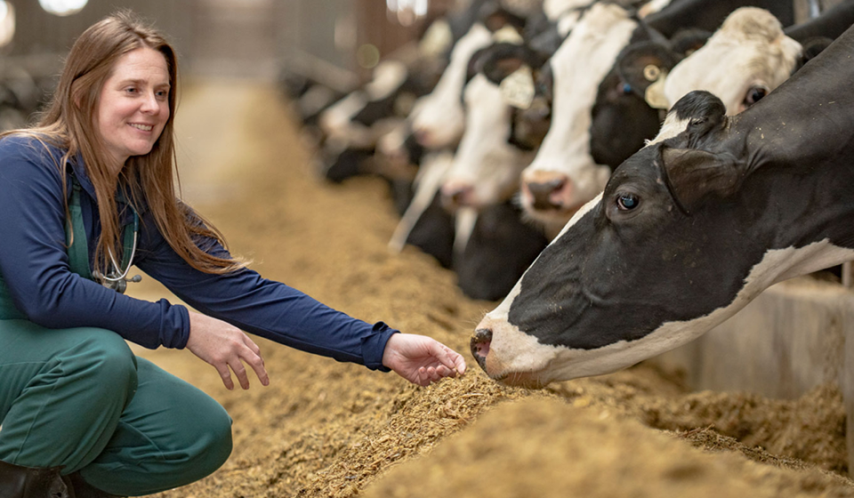 Productrice de lait avec ses bovins dans un étable