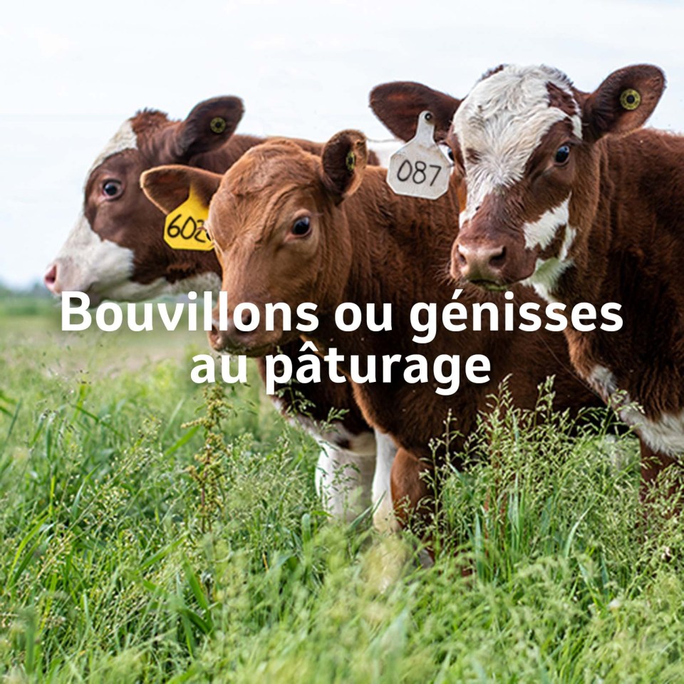 Bovins au pâturage