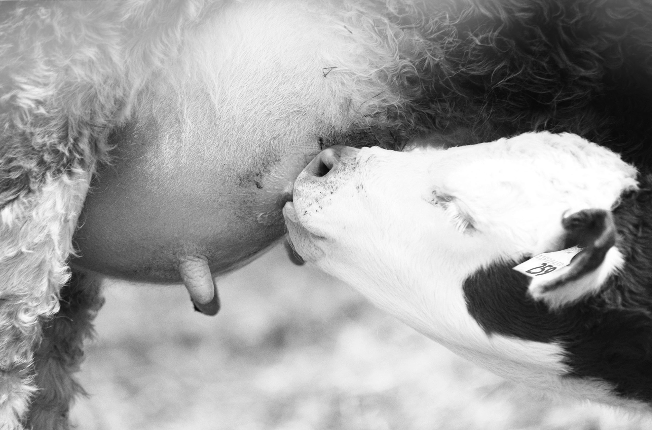 Vache qui allaite son veau