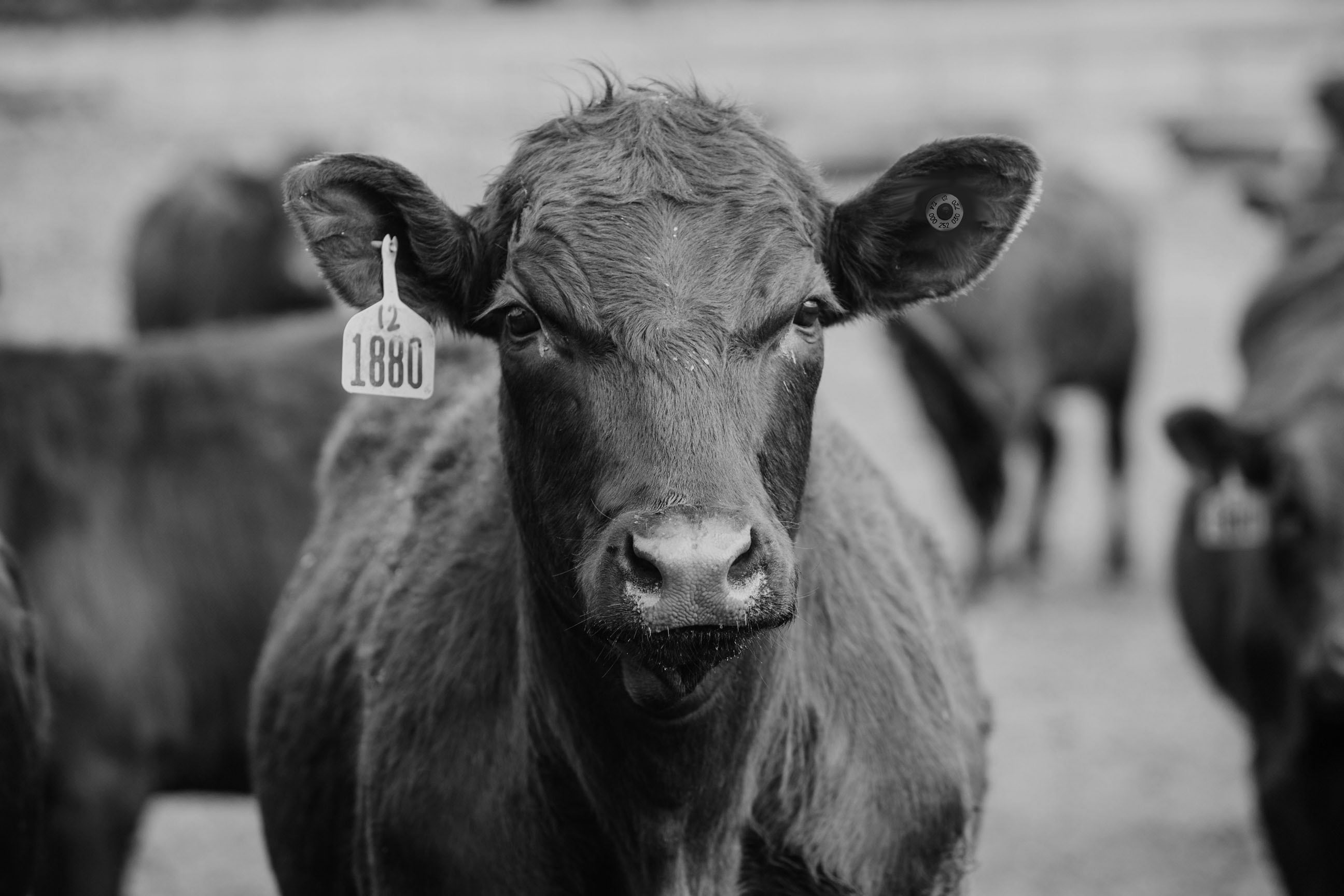Close up of the nose of feedlot cattle