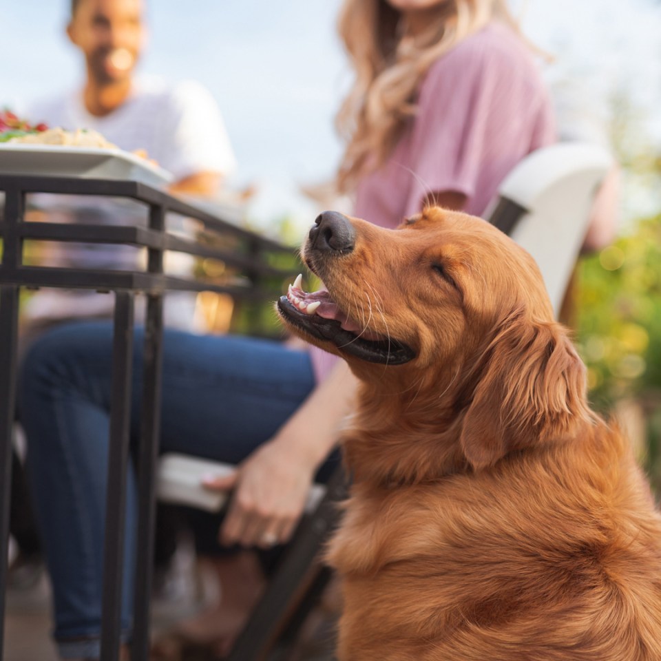 Un chien souriant est assis près de la table à côté de ses propriétaires.