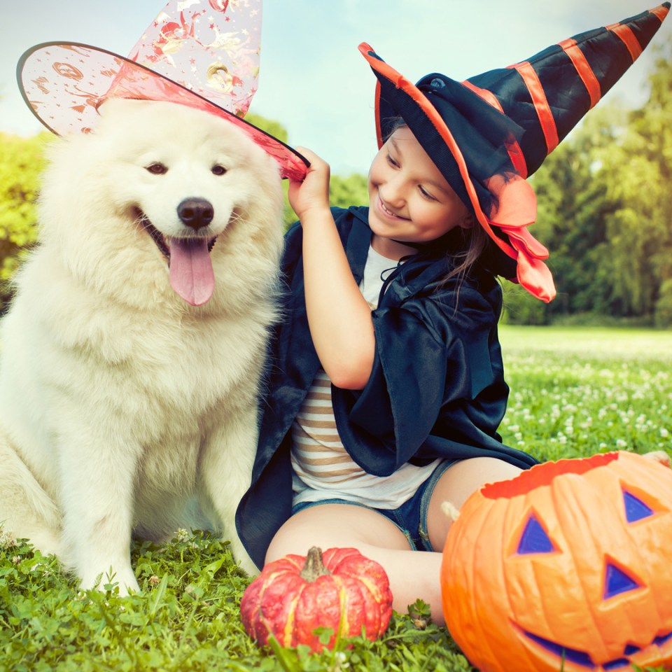 Un enfant déguisé pour Halloween au parc avec des citrouilles met joyeusement un chapeau de sorcière sur son chien.