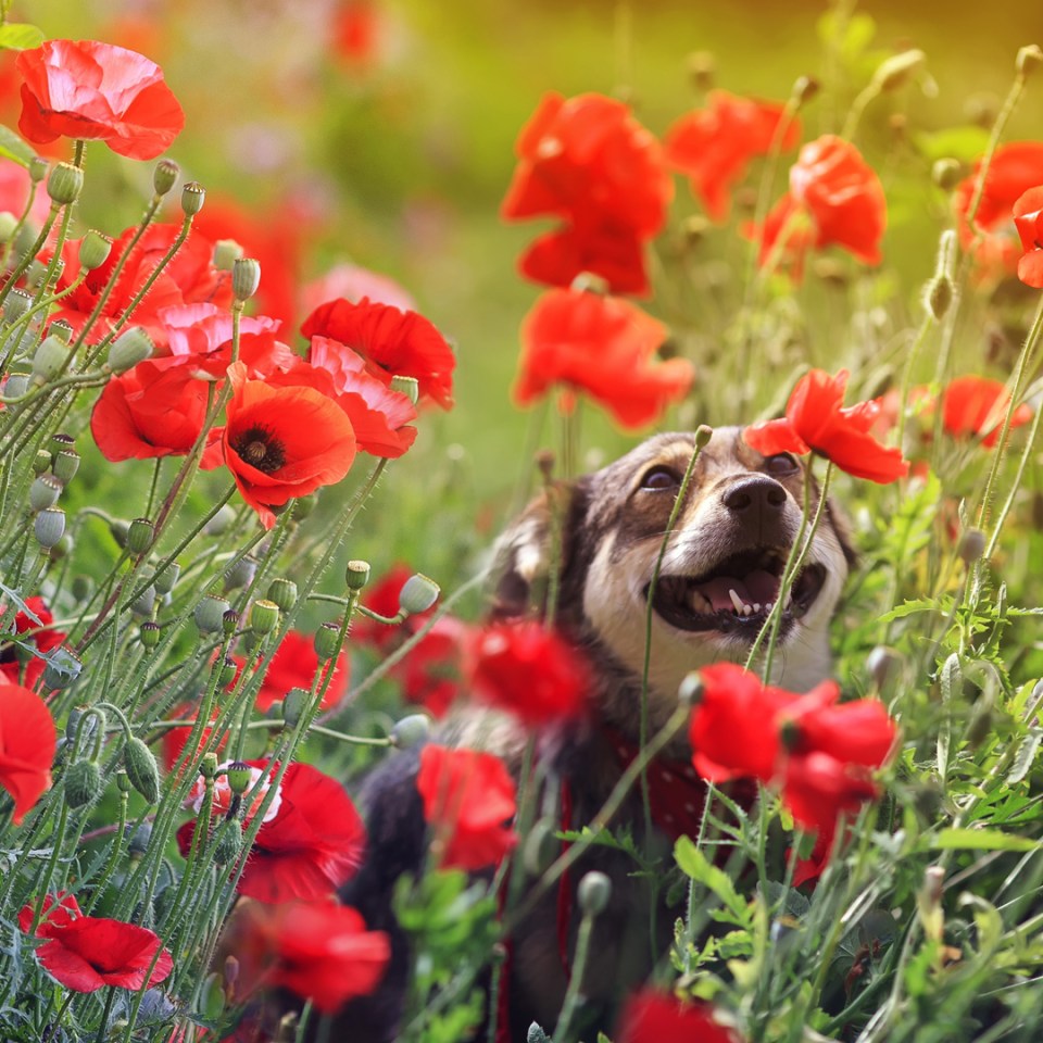 Un chien se tient dans un champ de coquelicots rouge vif, regardant avec émerveillement une seule fleur.