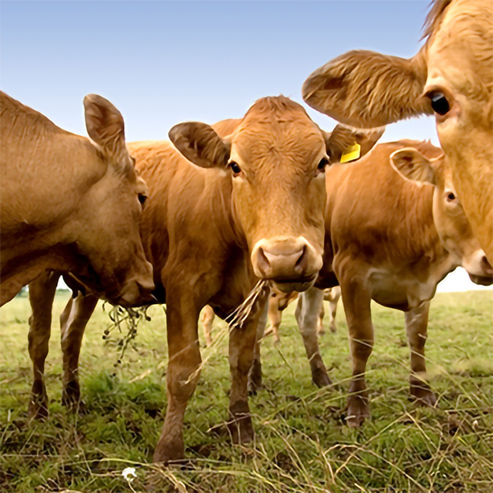 Un troupeau de vaches mangeant de l'herbe dans un champ.