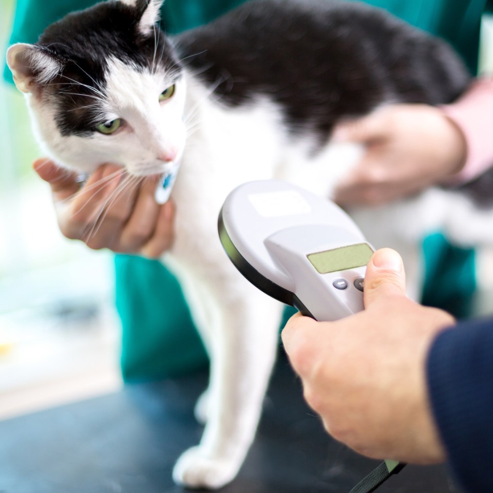Un chat rendant visite au vétérinaire pour vérifier les informations de sa puce électronique.