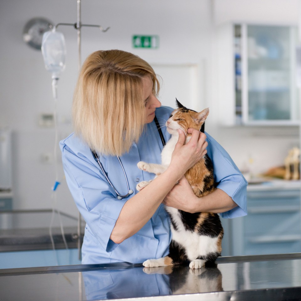 Un vétérinaire examine attentivement la santé d'un chat.