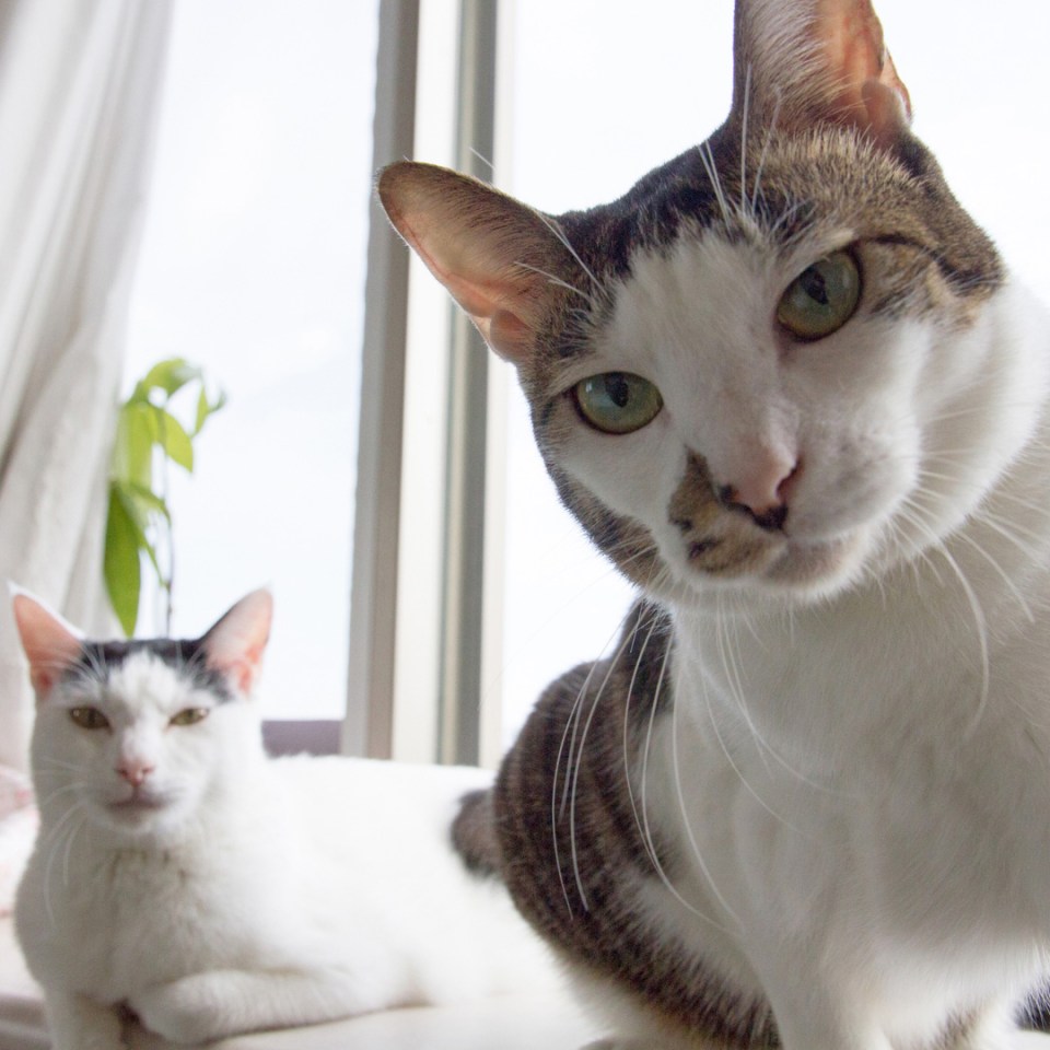 Deux chats satisfaits se prélassant dans la chaleur du soleil, confortablement étalés près de la fenêtre.