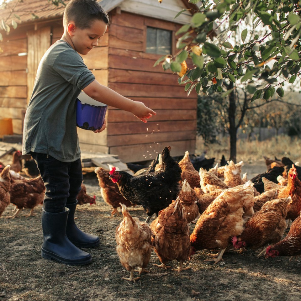 Un enfant dispersant de la nourriture pour poules autour du poulailler.