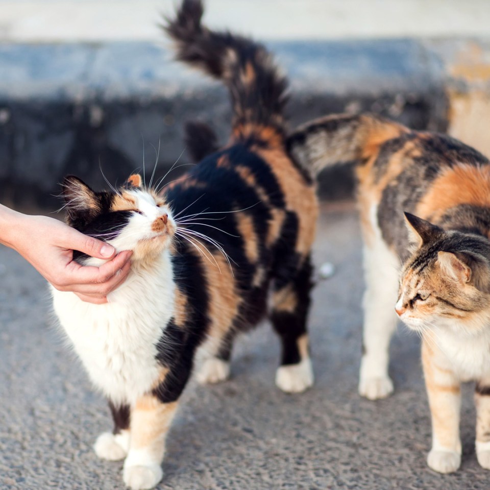 Une main humaine caressant des chats dans la rue.