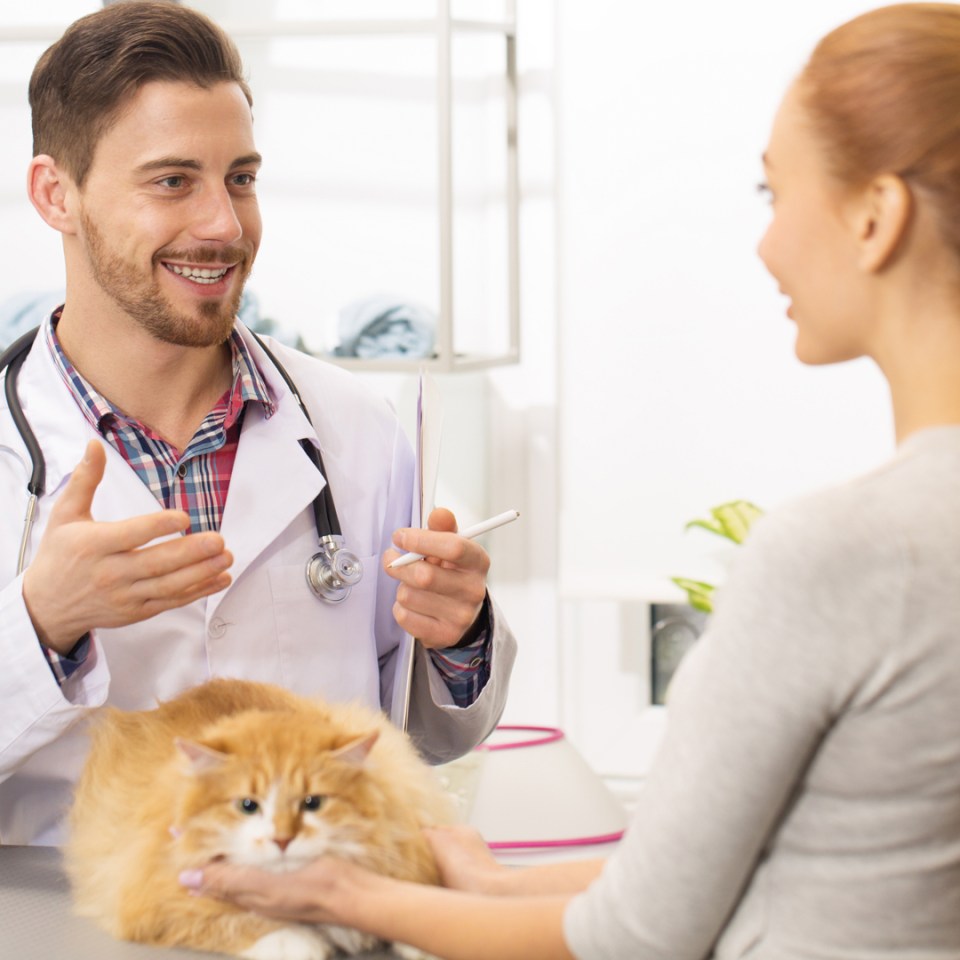 Un vétérinaire parlant à une propriétaire de chat de la santé de son chat.