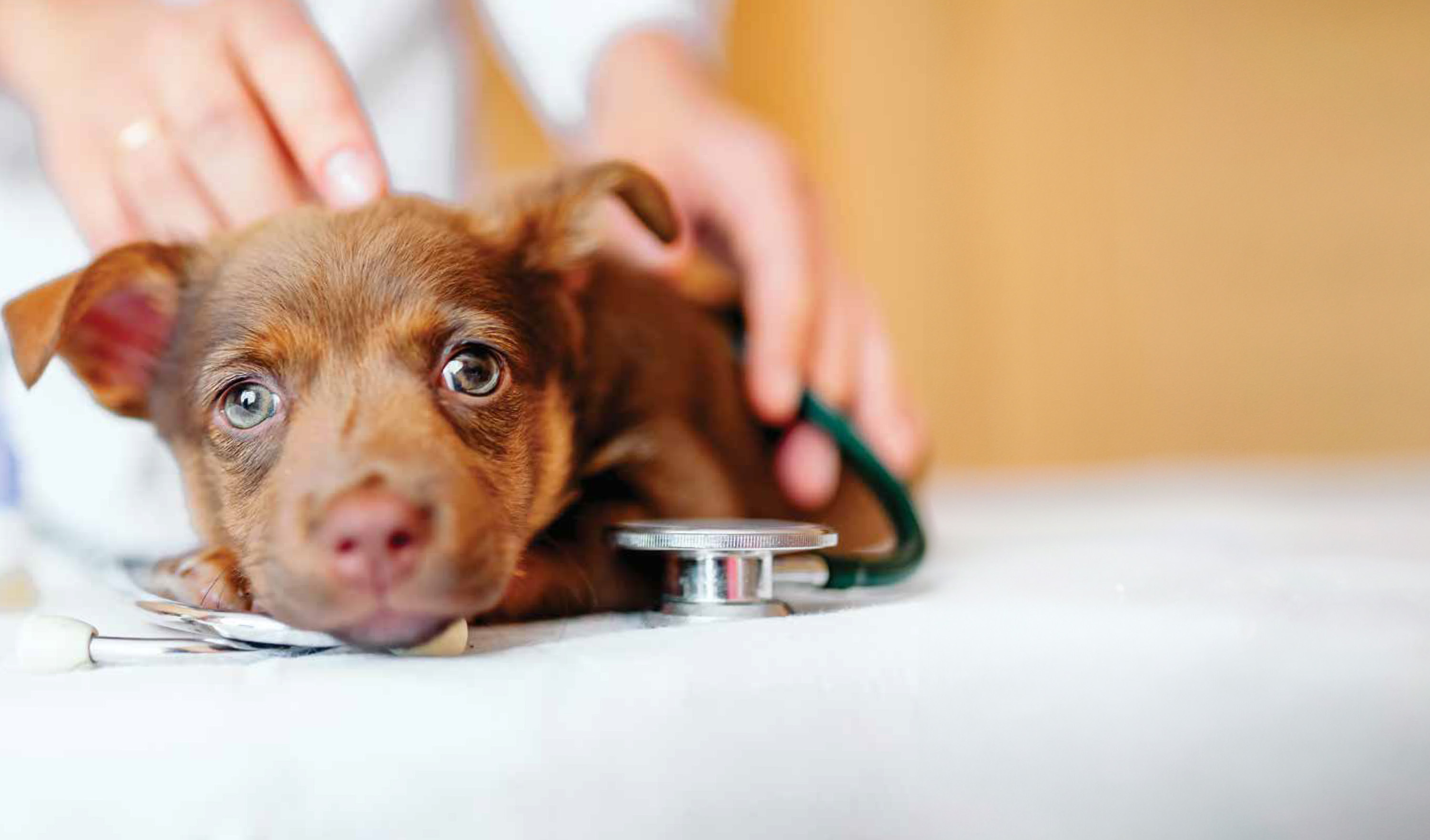
Un chien allongé sur une table pendant qu'un vétérinaire vérifie son battement de cœur avec un stéthoscope.