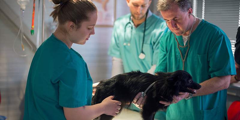 Un vétérinaire examinant le battement de cœur d'un chien dans une clinique vétérinaire.