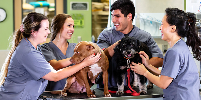 Quatre collègues vétérinaires examinant des chiens dans une clinique vétérinaire.