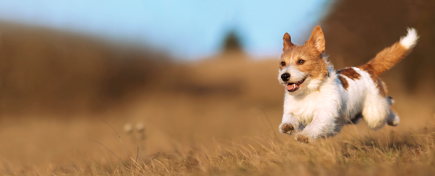 Un chien s'élançant énergiquement dans un champ herbeux