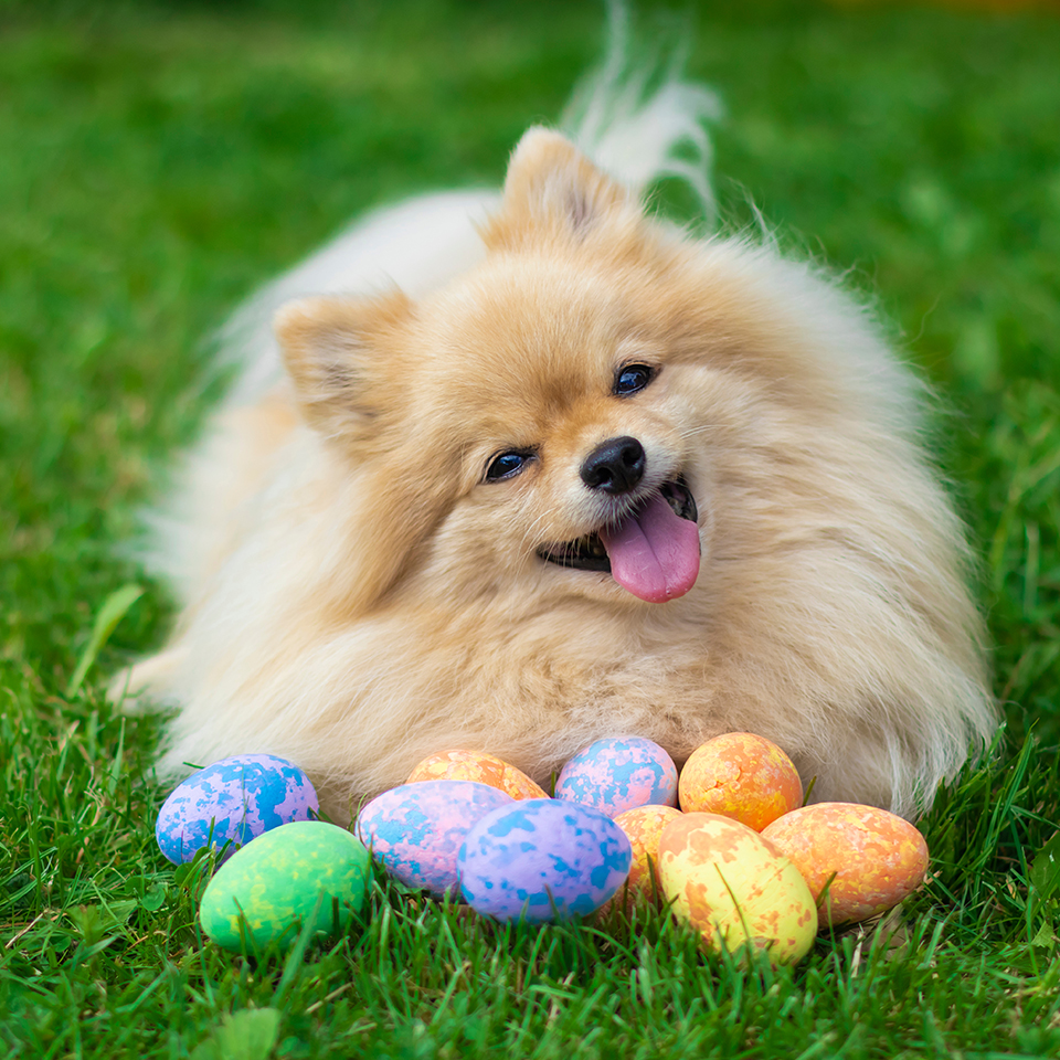 Un chien joyeux et pelucheux allongé sur l'herbe avec des œufs de Pâques colorés.