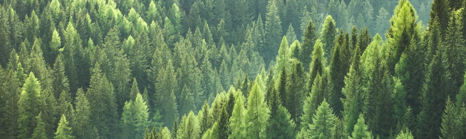 Une dense forêt d'arbres verts.