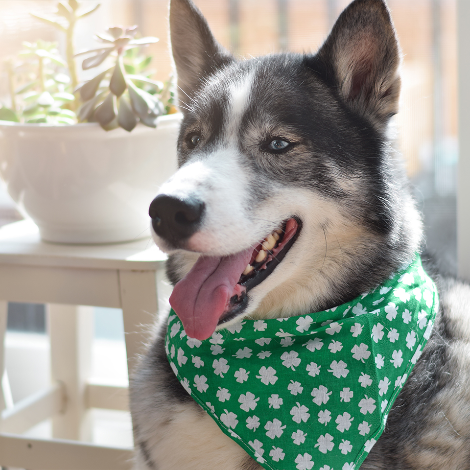 Un chien joyeux assis au soleil avec un collier bandana à motif de trèfle.