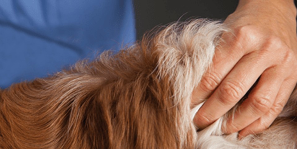 Pincement de la peau d'un chien