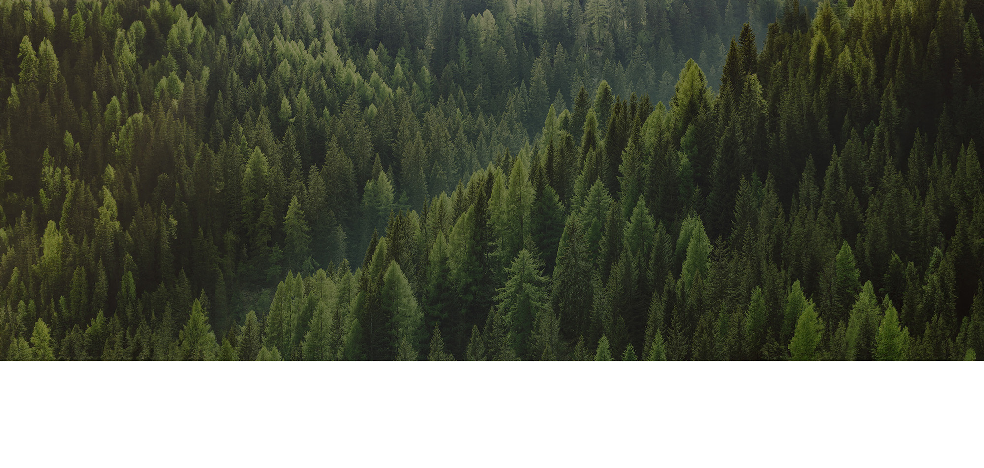 Une forêt dense de sapin verts