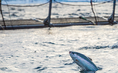 Un poisson saute hors de l'eau.