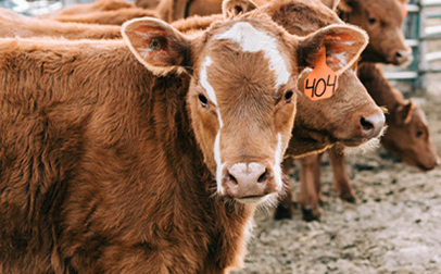 Un groupe de vaches brunes debout dans un enclos.