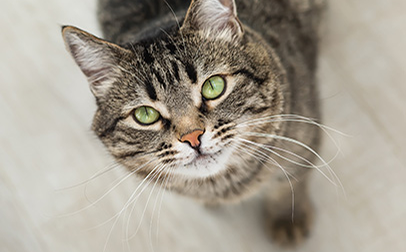 Un chat avec des yeux vert regardant vers le haut.