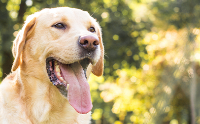 Un chien haletant à l'extérieur lors d'une belle journée