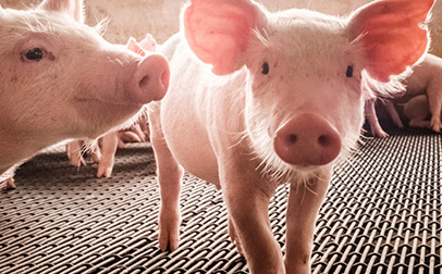 Élevage de porcs dans une ferme