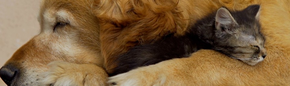 Un chien et un chat dormant