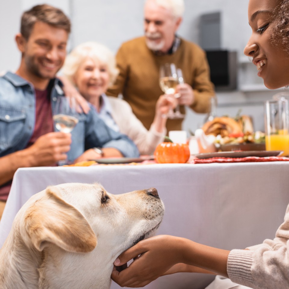 Une femme caresse affectueusement un chien sous une table de dîner entourée de gens.