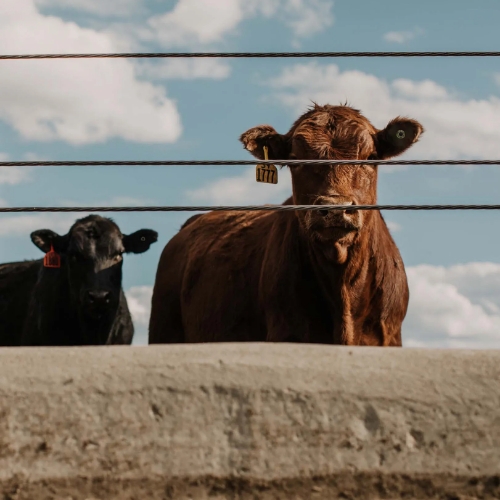 2 bovins derrière une cloture