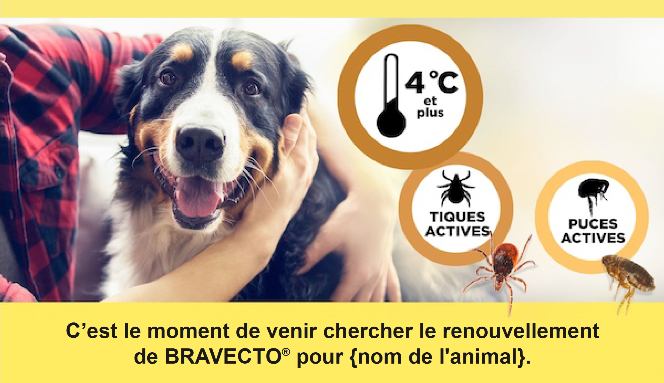 Chien dans les bras de quelqu'un, avec des informations montrant des tiques, avec un texte "C'est le moment de venir chercher le renouvellement de BRAVECTO pour {nom de l'animal}