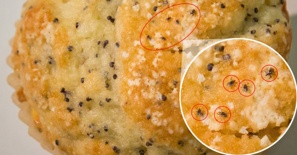 Image de muffin comparant la taille d'une graine à celle d'une tique