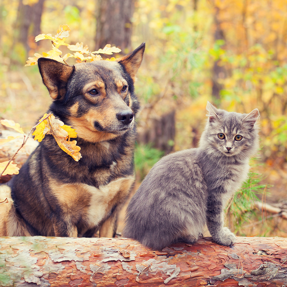 Un chien et un chat assis paisiblement sur un tronc dans les bois.