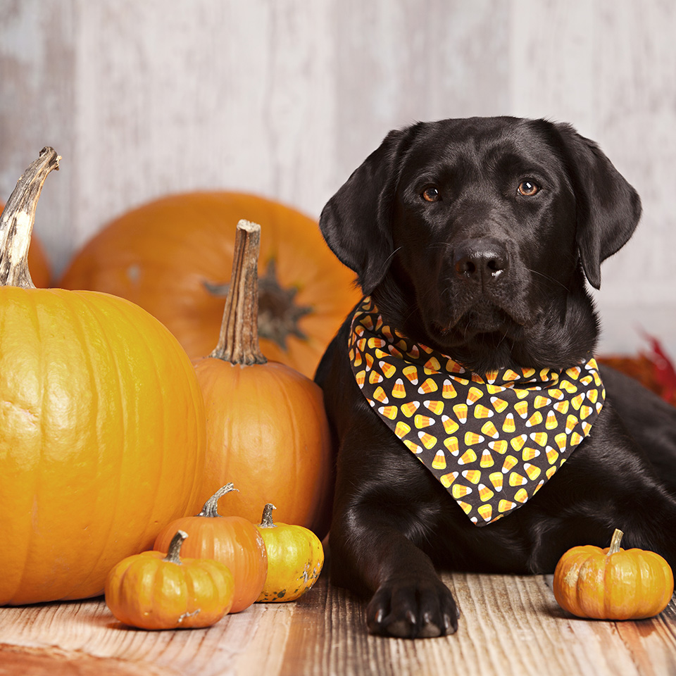 Chien labrador noir avec un bandana d'Halloween et des citrouilles.