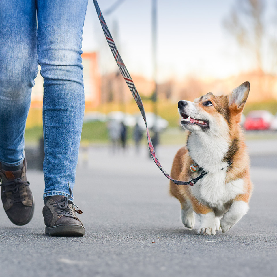 Une femme promenant son chien en laisse