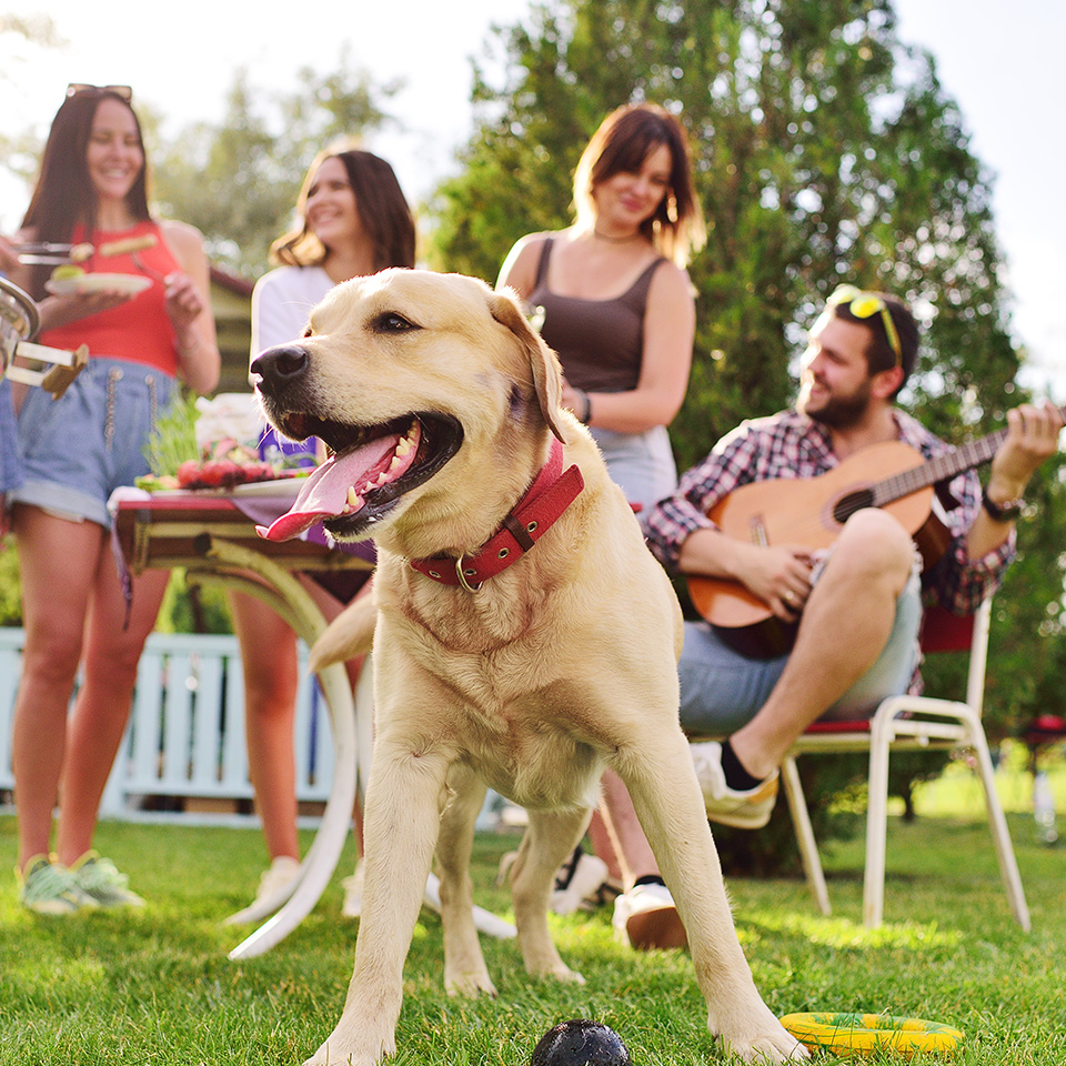 Un chien debout dans l'herbe avec des gens qui font la fête à proximité.