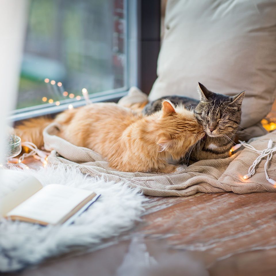 Deux chats couchés sur une couverture près d'une fenêtre dans une ambiance chaleureuse.