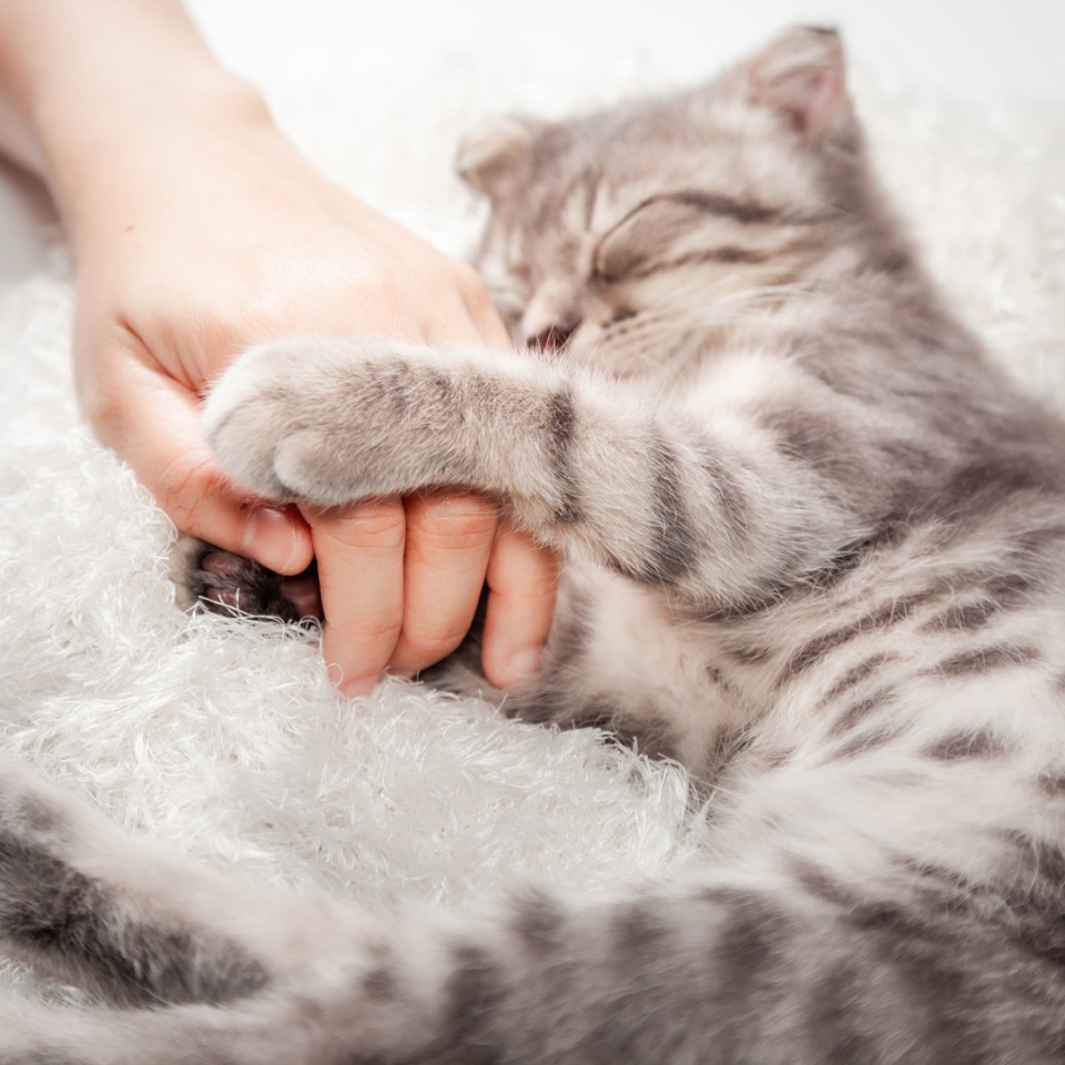 Une personne tient délicatement la patte d'un chaton endormi, faisant preuve de tendresse et d'attention.